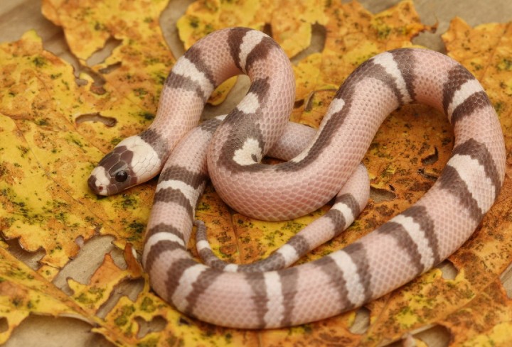Ghost Honduran Milk Snake